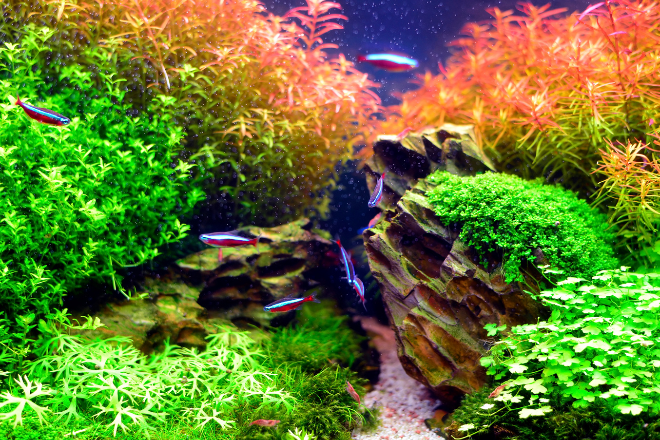 Aquascape